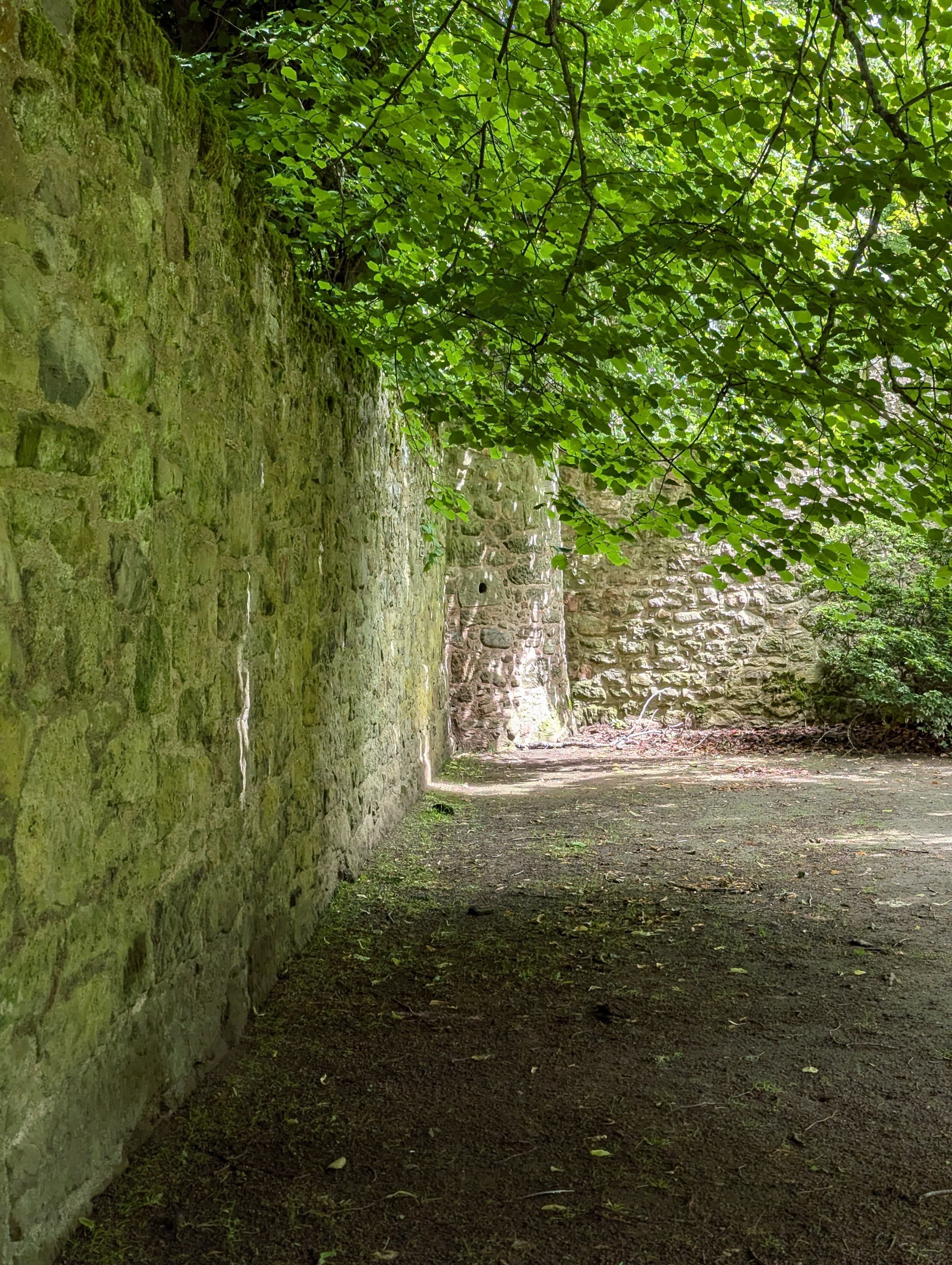 Stone wall with green foliage canopy - representing organic growth and natural evolution