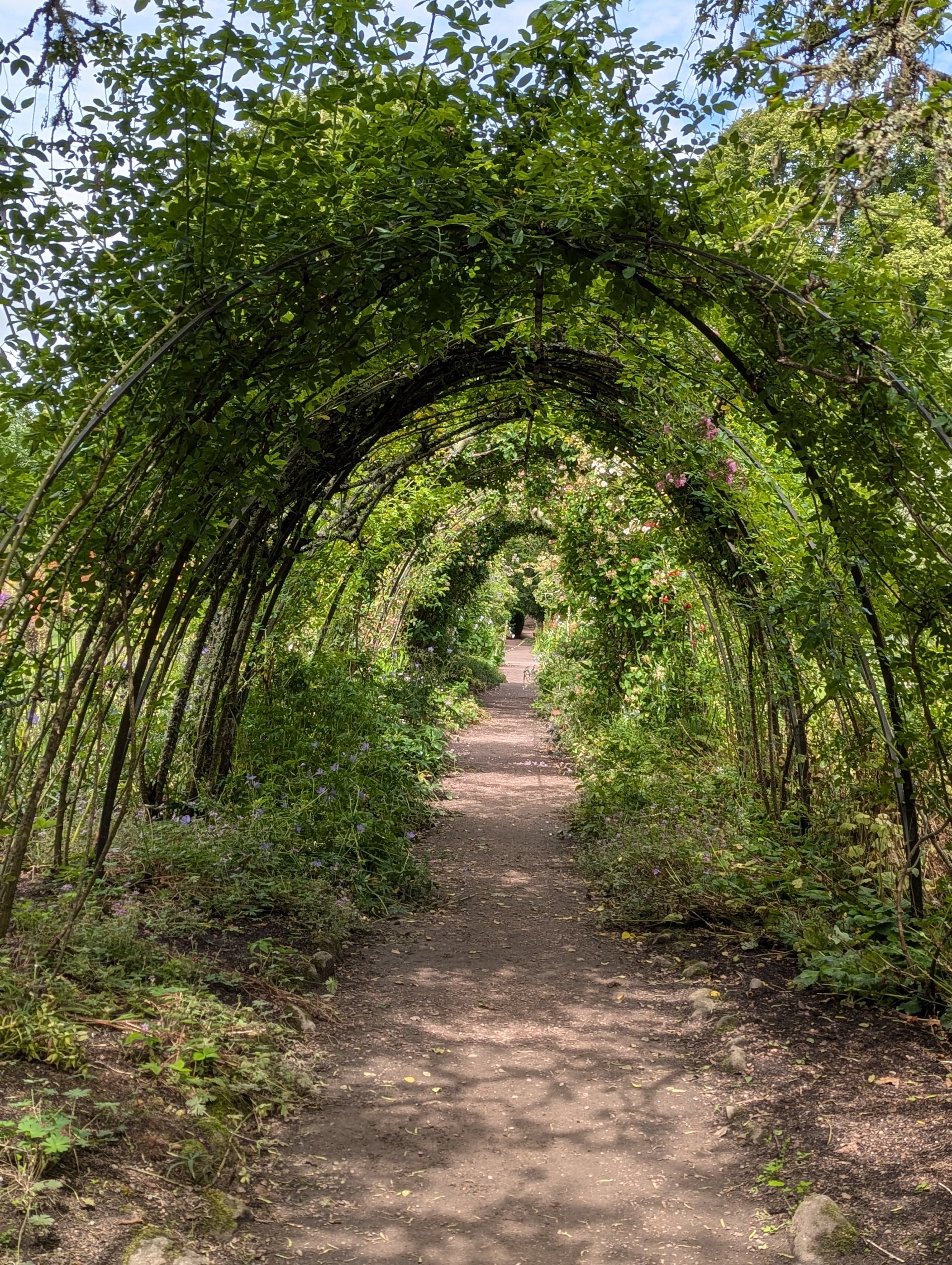 Green garden tunnel with arched foliage - representing focused perspective and natural pathways